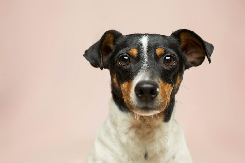 Can Dogs Eat Eggs? Raw vs Cooked Safety Guide