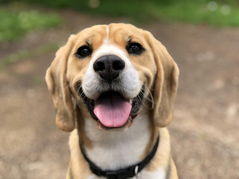Can Dogs Eat Blueberries? Antioxidant Superfruit