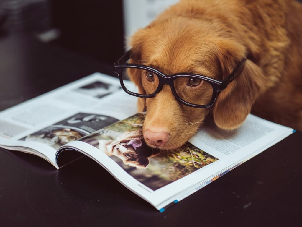 How to Bathe a Dog at Home: Step-by-Step Guide