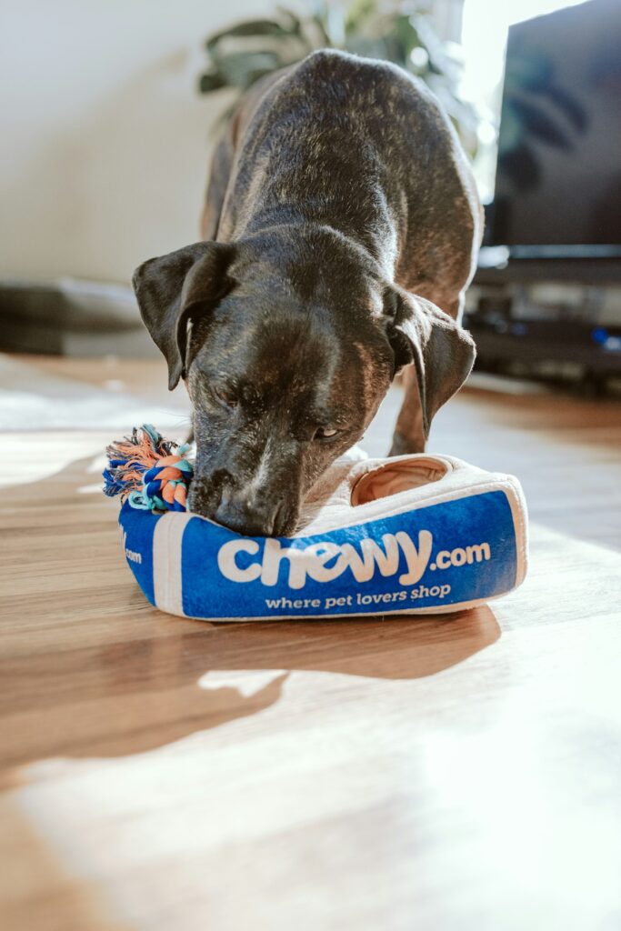 How to Trim Dog Nails Safely (Without the Stress)