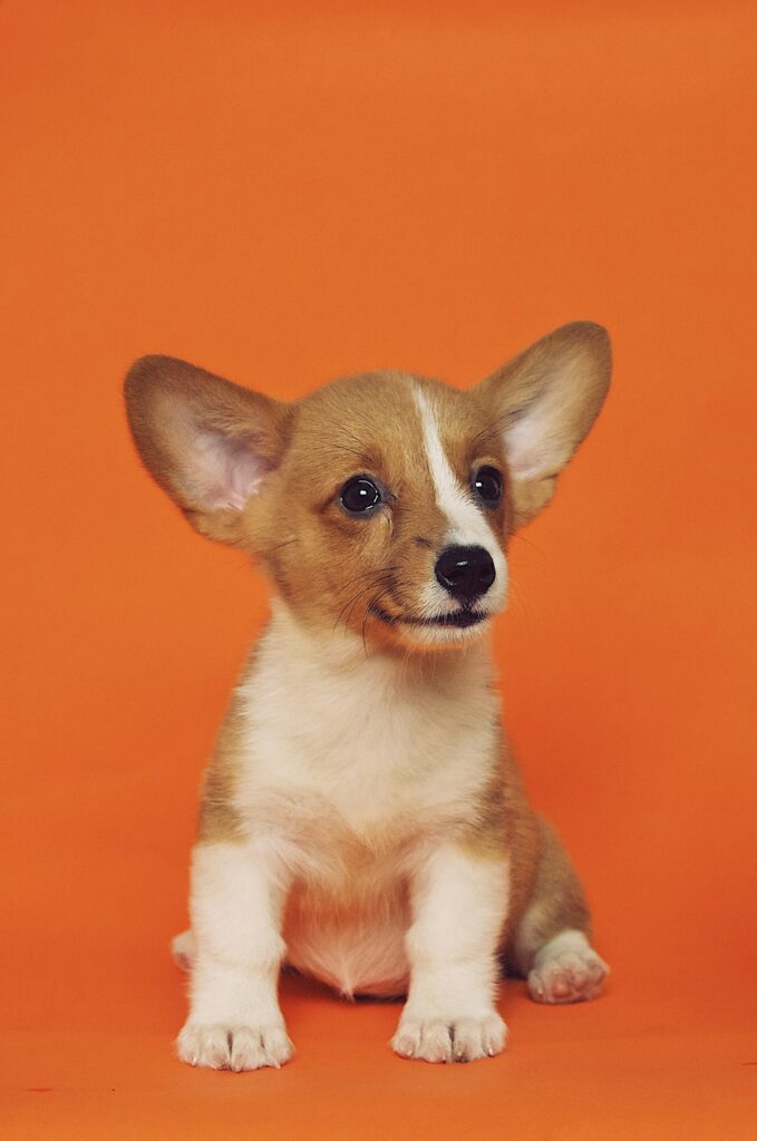 Puppy Vet Visit Schedule: Complete First-Year Guide